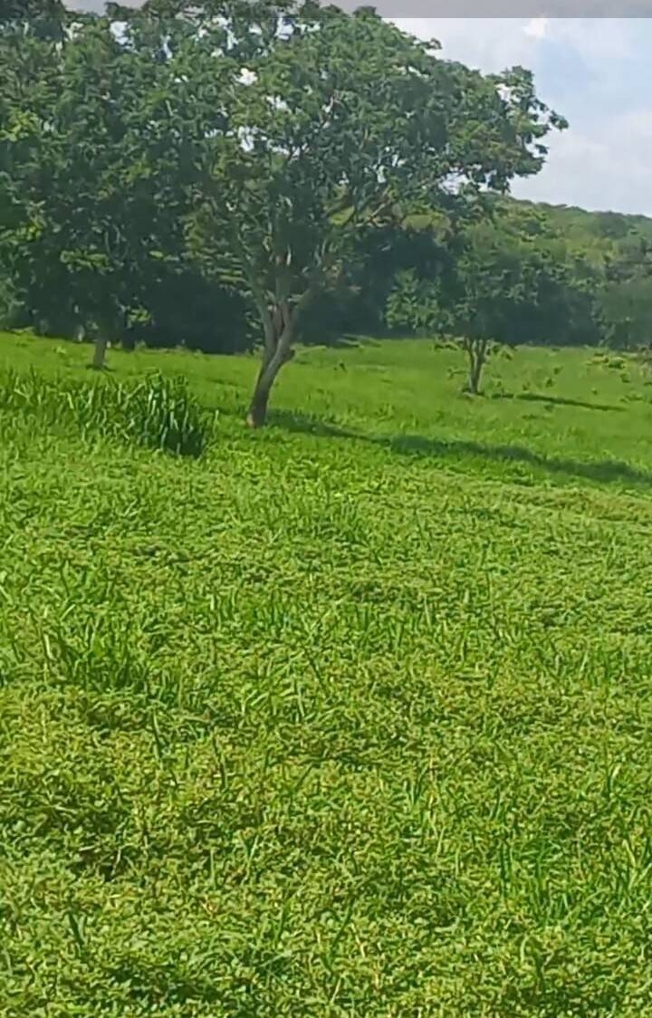 Terreno, 290 m² - Foto 16