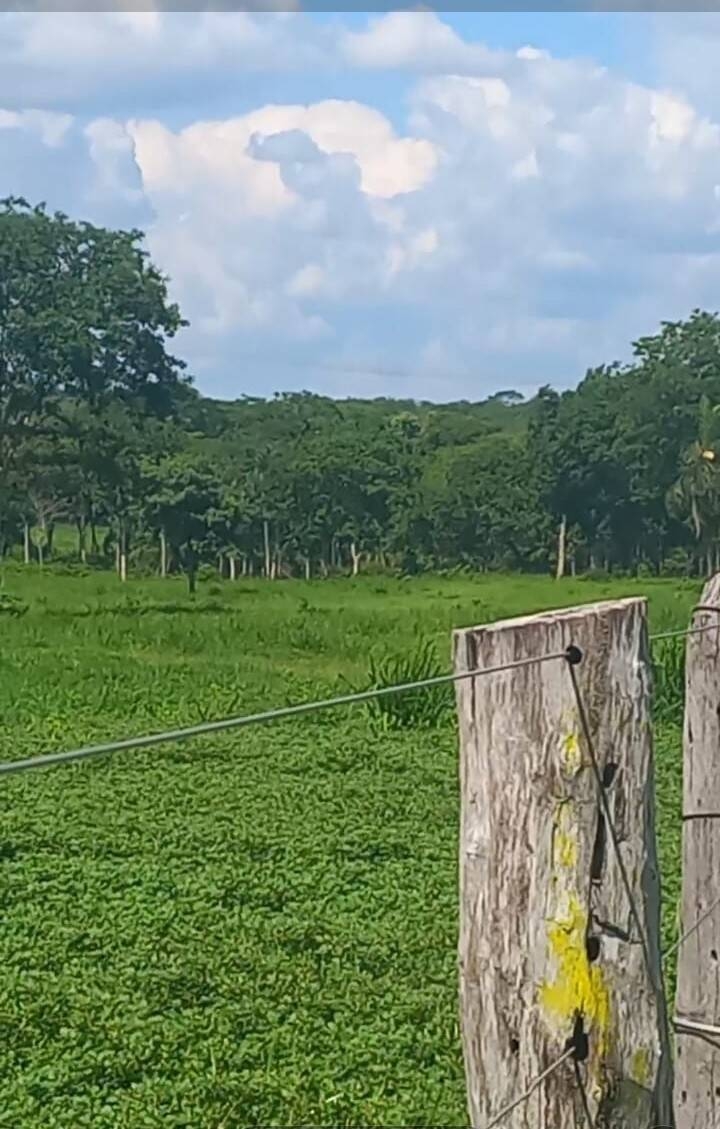 Terreno, 290 m² - Foto 19